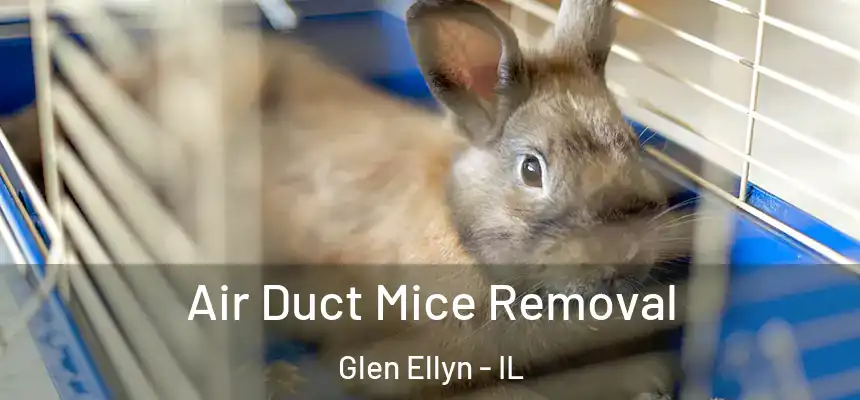  Air Duct Mice Removal Glen Ellyn - IL